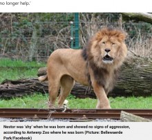【海外発！Breaking News】繁殖のために紹介された雌、雄ライオンに喉を噛みちぎられて死亡（ベルギー）＜動画あり＞