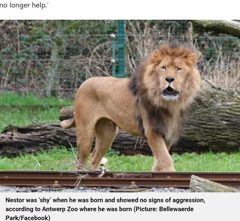 ベルギー北西部のテーマパーク「ベルワールデ（Bellewaerde）」内にある動物園に、繁殖プログラムのために引っ越ししてきた雄ライオン“ネスター”。今月14日、雌の喉を噛みきった（『Metro.co.uk　「Zoo staff horrified as lion rips out neck of lioness he was meant to mate with」（Picture: Bellewaerde Park/Facebook）』より）