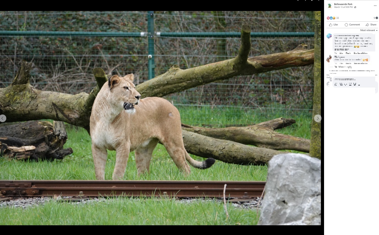 マヤは妹“ヌーマ（Numa、1）”と一緒にチェコ共和国の動物園からやって来たばかりで、それまで6頭の子をもうけていたネスターとの繁殖が予定されていた（『Bellewaerde Park　Facebook「GROOT NIEUWS IN BELLEWAERDE PARK!」』より）