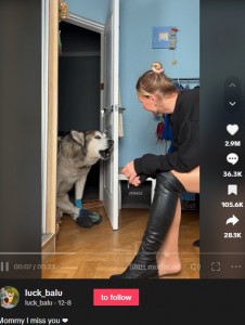 ウクライナ在住の女性が飼っている愛犬は2022年5月、後ろ足が麻痺してしまった。その犬が前足だけで進み、ドアを開けて飼い主にキスを求める動画が2023年12月に投稿され、瞬く間に話題となった（『luck_balu　TikTok「Mommy I miss you」』より）