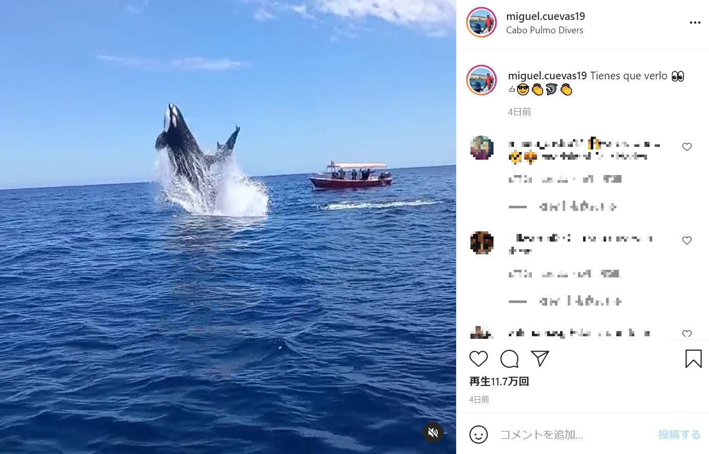 メキシコ西部バハ・カリフォルニア半島で2021年5月、スキューバダイビングのために集まったグループが海上でシャチの群れに遭遇。イルカが海面に飛び出した際にシャチが体当たりする瞬間を撮影していた（『Miguel Cuevas　Instagram「Tienes que verlo」』より）