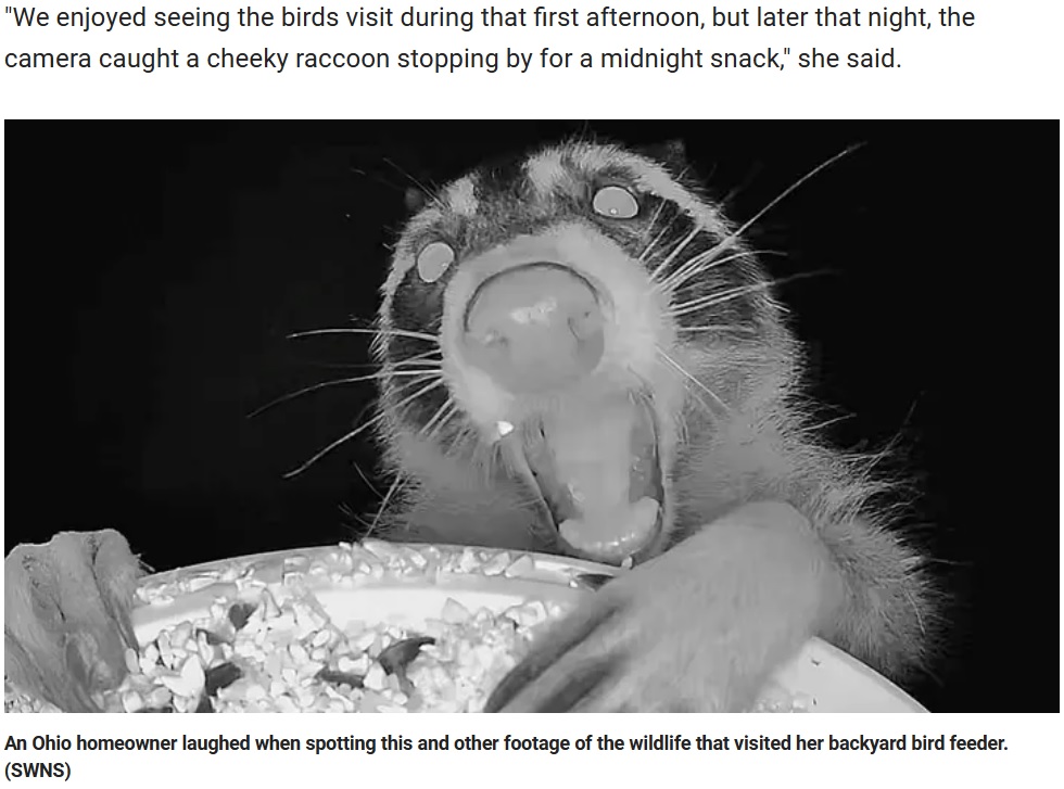 鳥用の給餌器のエサを狙う野生のアライグマ。深夜の時間を狙い、鳥のエサを夜食にしていた（『Fox News　「Ohio bird feeder camera captures hilarious photos of wild animals grabbing late-night snacks: See it」（SWNS）』より）