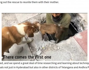 インドの動物救助団体が2021年8月、下水道に迷い込んだ子犬を救出。そばでは母犬が悲痛な鳴き声をあげながら見守っていた（『Times Now　「Hyderabad animal activist group rescues 5 puppies trapped in manhole in 10-hour operation ［WATCH］」』より）