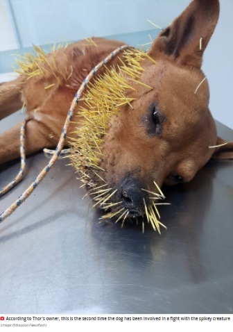 ブラジルでオスの飼い犬が2022年2月、ヤマアラシに襲われた。飼い主はFacebookで愛犬の写真を投稿しており、ある獣医が命を救っていた（『The Daily Star　「Dog named ‘Thor’ left with hundreds of spikes in his face after fight with porcupine」（Image: Newsflash）』より）