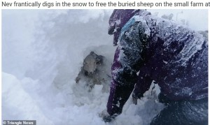 英スタッフォードシャーの農場で2021年、大きな雪の山を掘り進めていた男性。すると奥から困惑した様子の羊が顔を覗かせた。羊はあっという間の積雪で逃げ遅れてしまったという（『WhatsNew2Day　「Peak District Farmers Dig Their Flock Of Sheep From 10ft Snowdrift After Storm Arwen ［Video］」（Triangle News）』より）