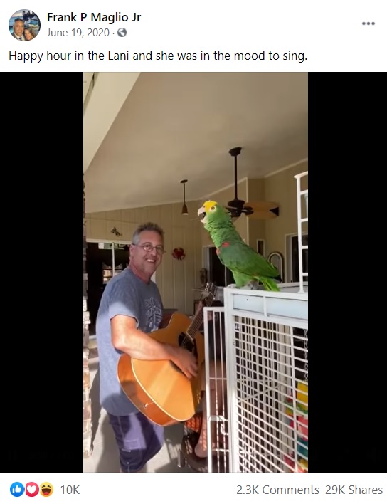 米フロリダ州のある家で飼われているオオキボウシインコ。ギターに合わせてロックスターのように歌を歌い、YouTubeチャンネルで人気を得ている（『Frank P Maglio Jr　Facebook「Happy hour in the Lani and she was in the mood to sing.」』より）