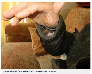 英サウス・ヨークシャー州在住の男性が動物保護施設を訪れたところ、子ギツネが上着の袖に潜り込んできた。男性は自宅に連れて帰り、愛情を込めて世話をしていた（『Metro　「Man adopts rescue fox after it crawls into his jacket sleeve for a snooze」（Picture: Les Hemstock / SWNS）』より）