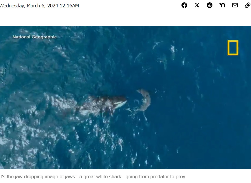 大きいものでは体重が6トン、体長9メートル超になるというシャチ。ホホジロザメに体当たりする直前の様子（『ABC Chicago　「Video captures stunning moment of orca killing great white shark」』より）