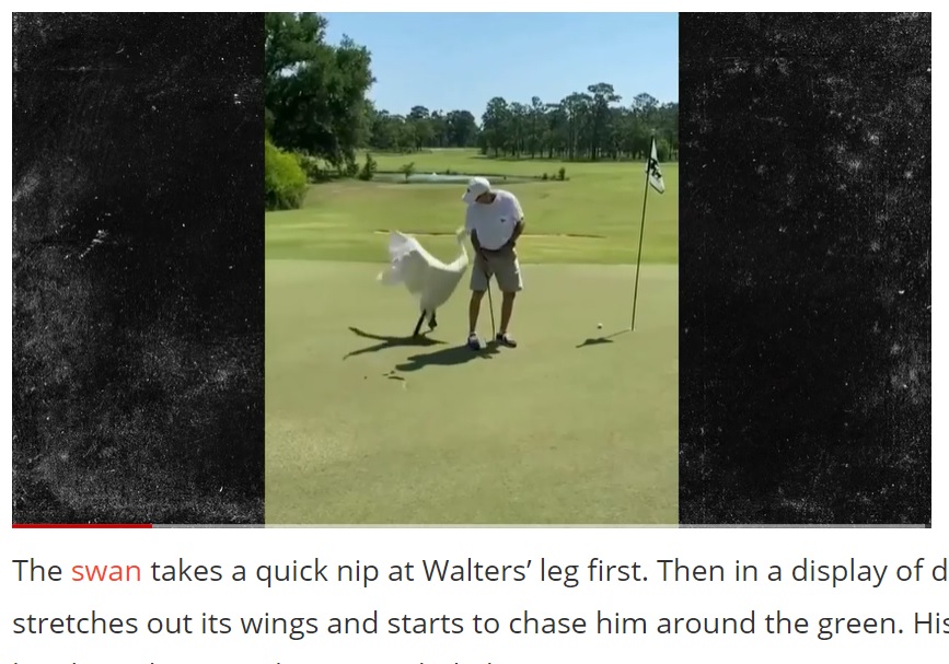 米ジョージア州のゴルフ場で2021年、見事にカップインさせたゴルファー。だがその直後、白鳥がやってきて、羽を広げると突然ゴルファーを口ばしで攻撃し始めた（『Outsider　「WATCH: Golfer Nearly Attacked by Monster Swan on Georgia Golf Course in Crazy Video」』より）