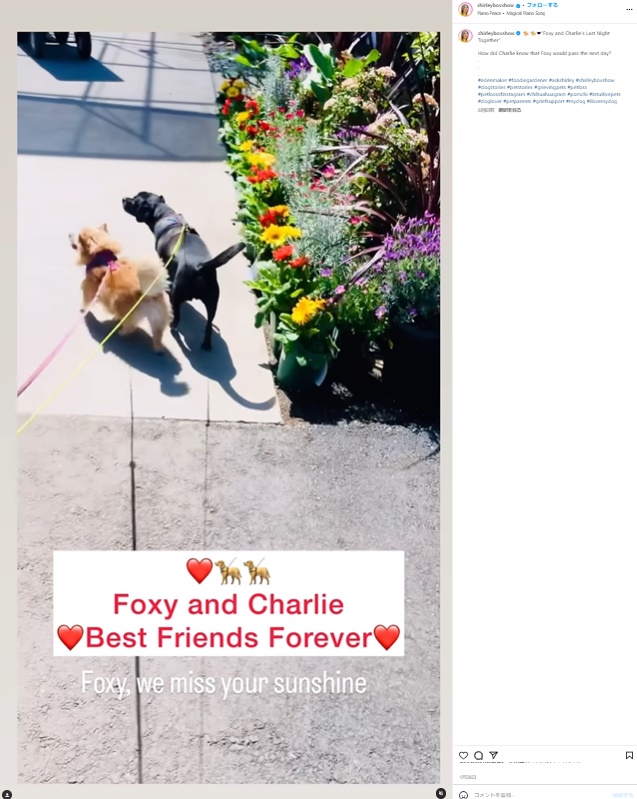 大親友だったフォクシーとチャーリー。シャーリーさんはフォクシーが亡くなる前夜、「チャーリーはきっと、私たちには分からない何かを感じ取っていたのではないか」と思うようになったという（『Shirley Bovshow　Instagram「“Foxy and Charlie’s Last Night Together”」』より）