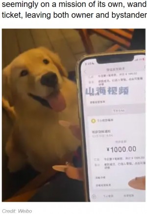 【海外発！Breaking News】逃げ出して宝くじをくわえていた愛犬　2度も当選し、飼い主仰天（中国）