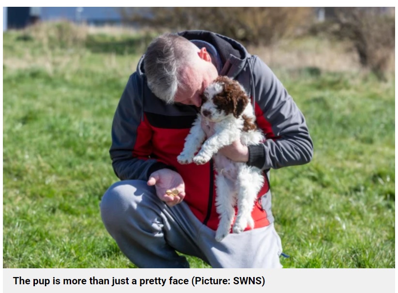 英ランカシャー州のある家に迎えられた子犬は2022年3月、家族と初めての散歩をした。すると子犬が地面を掘り始め、土の中から何枚もの金貨が出てきたという（『Metro　「Retriever puppy digs up sovereign coins worth ￡6,000 on first walk」（Picture: SWNS）』より）