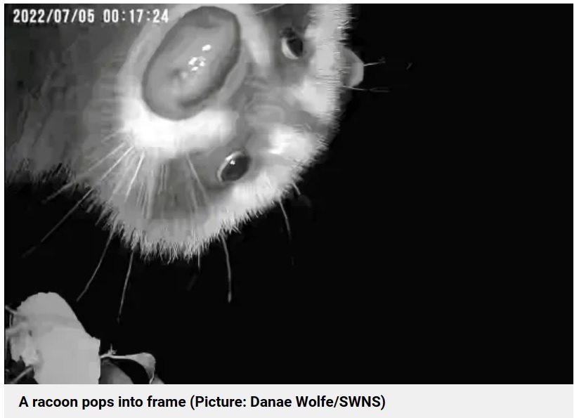 カメラは日中には多数の小鳥の可愛らしい姿を捉えていたが、夜になるとアライグマやスカンク、シカなど、様々な野生動物の姿が映っていた（『Metro　「Bird feeder cam captures hilarious pictures of animals enjoying midnight feast」（Picture: Danae Wolfe/SWNS）』より）