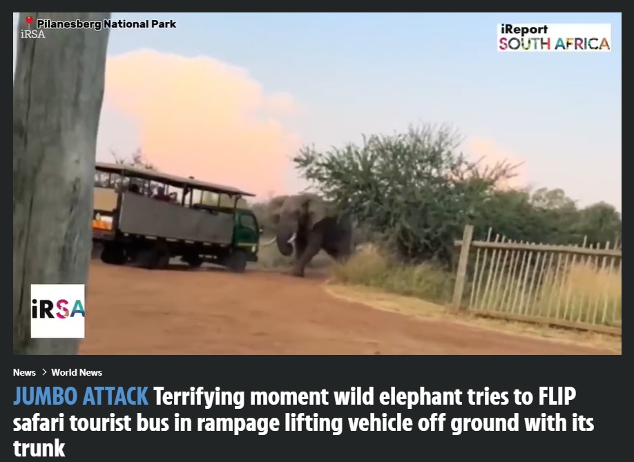 ピラネスバーグ国立公園で、サファリツアーの客を乗せたトラックに近づいてきた雄ゾウ（『The Sun　「JUMBO ATTACK Terrifying moment wild elephant tries to FLIP safari tourist bus in rampage lifting vehicle off ground with its trunk」（Credit: IRSA）』より）
