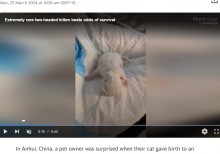 【海外発！Breaking News】2つの顔を持つネコ誕生　目と耳は1匹分で育児放棄されるも「長生きして欲しい」（中国）＜動画あり＞