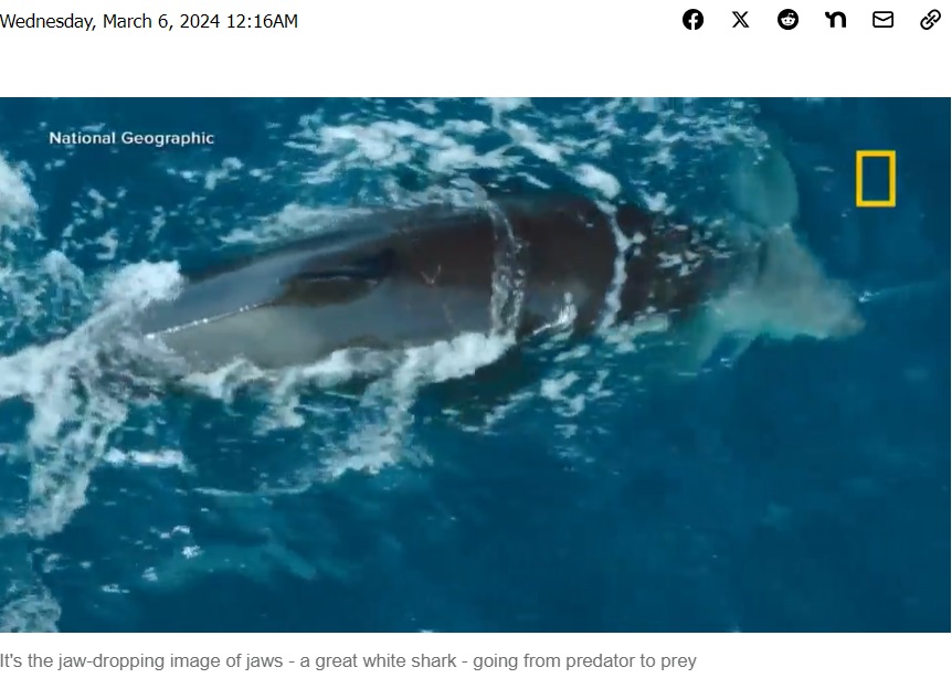 ソフィアは体当たりした後に旋回し、逃げようとしたサメの腹部に再度突進。サメはその後、腹部を噛みちぎられた（『ABC Chicago　「Video captures stunning moment of orca killing great white shark」』より）