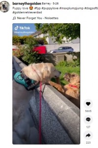 2021年5月、オスのゴールデン・レトリバーの飼い主が毎朝恒例のやりとりを捉えた動画を投稿。ゴールデン・レトリバーは、近所のガールフレンドである子犬とキスするのが日課だった（『Barney　TikTok「Puppy love」』より）