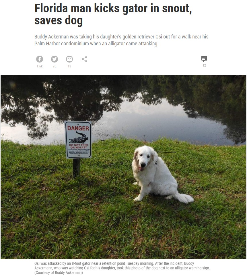 米フロリダ州で2019年7月、愛犬が全長2メートル半はあるとみられるワニに噛みつかれた。その後、飼い主の75歳男性はワ二と格闘したという（『Tampa Bay Times　「Florida man kicks gator in snout, saves dog」（Courtesy of Buddy Ackerman）』より）