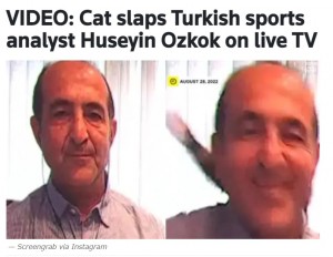 2022年8月、トルコのスポーツニュース番組でスポーツジャーナリストが自宅からリモート出演したところ、猫に後頭部を平手打ちされる瞬間が捉えられていた（『Geo.tv　「VIDEO: Cat slaps Turkish sports analyst Huseyin Ozkok on live TV」（Screengrab via Instagram）』より）