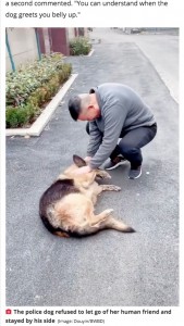 中国で2019年6月に引退した警察犬。ハンドラーと1年半ぶりに再会したところ、お腹を見せるなどして嬉しさを隠しきれずにいた（『Daily Star　「Retired German shepherd police dog ‘cries’ after being reunited with handler」（Image: Douyin/BWBD）』より）