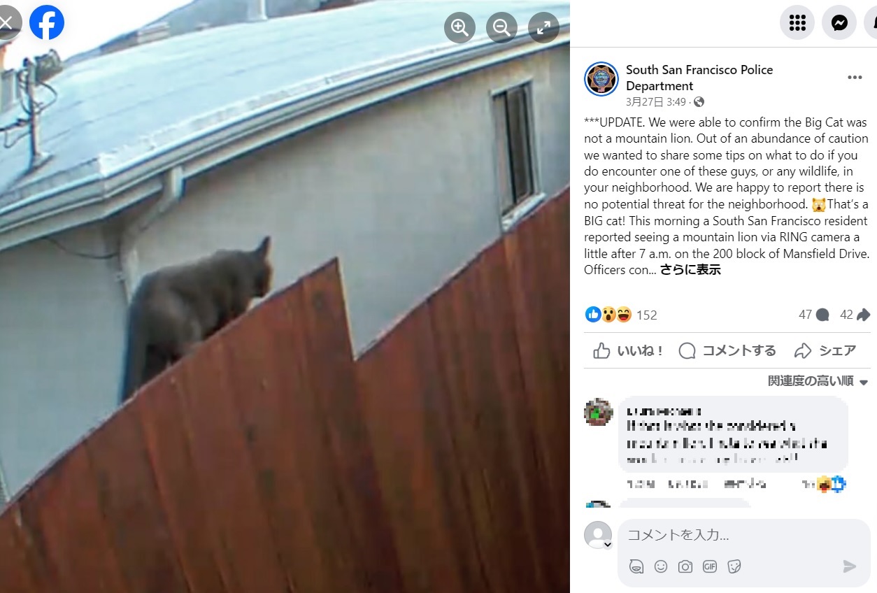 ピューマと見間違えられたのは、ただの猫だった。猫はがっしりとした体格のせいでピューマと勘違いされてしまったようだ（『South San Francisco Police Department　Facebook「***UPDATE. We were able to confirm the Big Cat was not a mountain lion.」』より）