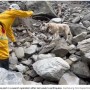 【海外発！Breaking News】麻薬探知犬になり損ねた犬、災害救助犬として大活躍（台湾）＜動画あり＞