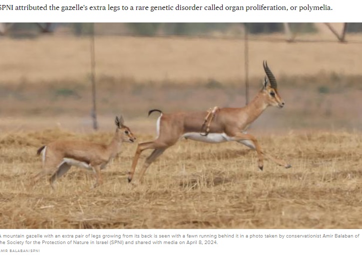 予想に反し、健康でたくましく育っているマウンテンガゼル。3頭の雌を従え、昨秋にできた子ガゼルと一緒に暮らしていて、背中の余剰脚が問題になっている様子は見られないという（『CBS News　「Rare six-legged gazelle spotted in Israel」（AMIR BALABAN/SPNI）』より）