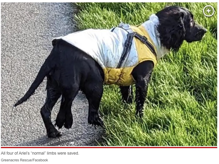 2023年9月にイギリスで保護された子犬。正常な4肢の他に余分な1肢があり、その先に2本の足が付いていたが、2024年1月に手術を受けて4本足になった（『New York Post　「Six-legged dog gets surgery after over ＄19K in donations」（Greenacres Rescue/Facebook）』より）