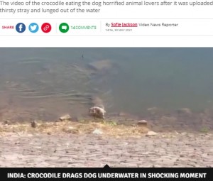印ラージャスターン州の川で、1匹の野良犬が巨大ワニに襲われた。この時の衝撃的な映像が、2021年にYouTubeなどで公開された（『Daily Star　「Huge crocodile grabs whimpering dog while it’s drinking and drags it to its death」（Image: SWNS）』より）