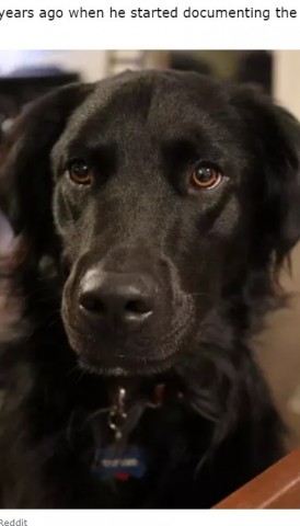 【海外発！Breaking News】「同じ犬なの？」　白斑と診断された黒い被毛の犬、2年半で真っ白に変身！