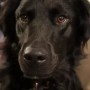 【海外発！Breaking News】「同じ犬なの？」　白斑と診断された黒い被毛の犬、2年半で真っ白に変身！