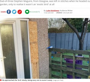 2021年、スコットランドのある民家で庭のフェンスの上に1羽の鳥が羽を休めているのに気付いた男性。その正体は「持ち手が青いブラシ」だった（『Mirror　「Dad attempts to rescue ‘lost parrot’ in garden before realising hilarious mistake」（Image: Jam Press）』より）