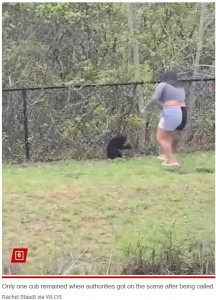 子グマに噛まれ、女性は抱いていた子グマを落としてしまった。その後、逃げる子グマを執拗に追いかけていた（『New York Post　「Group snatches bear cubs out of tree just to take selfies with them in disturbing clip」（Rachel Staudt via WLOS）』より）