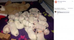 豪ニューサウスウェールズ州で2019年6月、ダルメシアンが19匹の赤ちゃんを出産した（『ABC Goulburn Murray　Facebook「WARNING: CUTENESS OVERLOAD」』より）