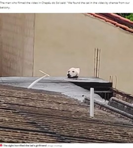 ブラジル在住の女性が2021年12月に撮影したゴールデン・レトリバーのような犬の頭。その正体に驚きの声が続出していた（『The Daily Star　「Family horrified by ‘decapitated dog head’ on roof - can you guess what it really is?」（Image: ViralHog）』より）