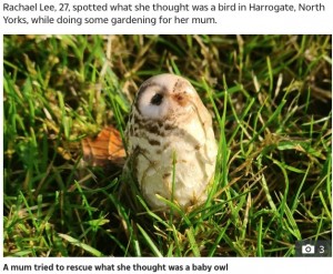 英ノース・ヨークシャー州在住の女性が2020年、フクロウのヒナを救おうとしたところ、それは「キノコ」だったことが判明した（『The Sun　「HOOT HAVE THOUGHT IT Mum who tried to rescue baby owl stunned after it turned out to be… a mushroom」（Credit: SWNS:South West News Service）』より）
