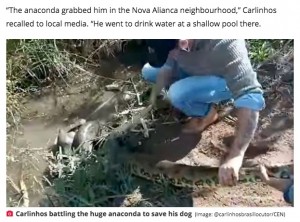ブラジルで2021年7月、体長約4.6メートルのアナコンダに犬が襲われた。飼い主は木の棒とスコップでアナコンダを撃退し、愛犬を救出した（『The Daily Star　「Heroic dog owner battles gigantic anaconda to save beloved pooch - and wins」（Image: ＠carlinhosbrasillocutor/CEN）』より）