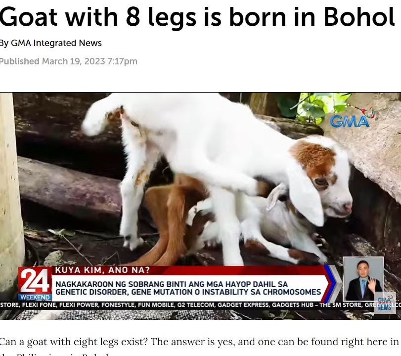 フィリピン、ボホール島の農場で2023年3月、脚が8本あるヤギが誕生。農場主は「幸運のお守りとして大切に育てたい」と話していた（『GMA Network　「Goat with 8 legs is born in Bohol」』より）