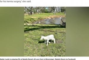 ナタリーさんの40エーカー（東京ドーム3.4個分）の農場で過ごすスパイダー・ラム。普通の子羊と比べると成長はゆっくりだが、確実に前に進んでいる（『Fox News　「Five-legged lamb gets second chance after Mississippi woman opens home and heart for rehabilitation」（Natalie Renot via Facebook）』より）