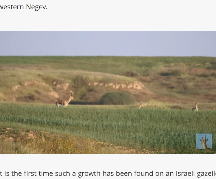 イスラエル南部、ネゲヴ砂漠西部に位置するナホール・ハベソル自然保護区で先月、背中から2本の脚が生えた珍しいマウンテンガゼルが目撃された（『The Jerusalem Post　「First of its kind: Six-legged gazelle spotted in Israel’s western Negev」』より）