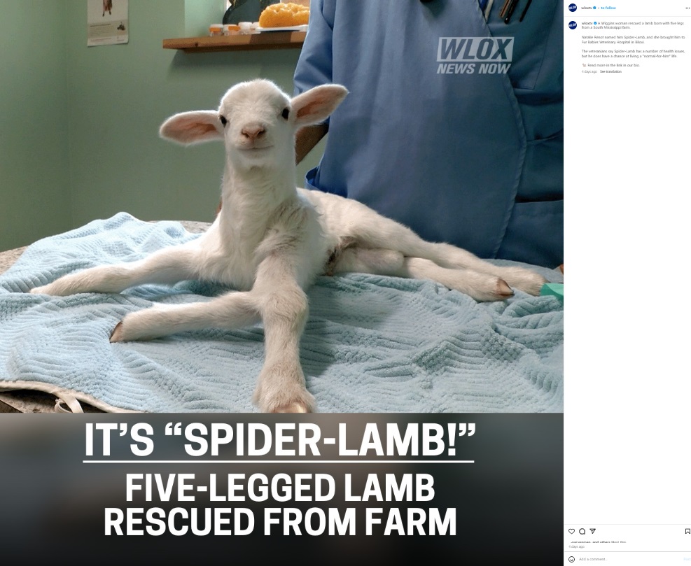 米ミシシッピ州の農場で今年3月、5本脚の子羊が誕生。子羊は通常ならば安楽死されてしまうところだったが、動物のリハビリに尽力する女性に保護され、命の危機を乗り越えてなんとか歩けるまでになった（『WLOX　Instagram「A Wiggins woman rescued a lamb born with five legs from a South Mississippi farm」』より）