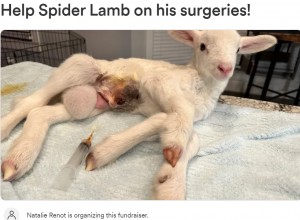 胃の中にウジ虫が寄生し、ひどい感染症で高熱を出したスパイダー・ラム。腸が睾丸の中に入っている状態のヘルニアで手術が必要だった（『GoFundMe　「Help Spider Lamb on his surgeries!」』より）