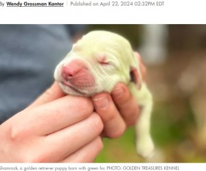 生まれた時は濃い緑色だった子犬。キャロルさんが体を擦ってみたものの緑色が落ちることはなく、「輝くポケモンのよう」という声も寄せられた（『People.com　「Golden Retriever Gives Birth to ‘Lucky’ Green Puppy Named Shamrock: ‘She Just Shines’」（PHOTO: GOLDEN TREASURES KENNEL）』より）
