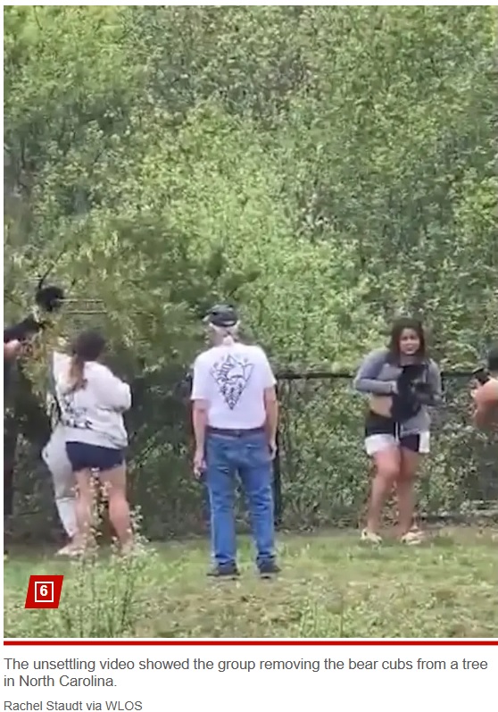 木の上に子グマを見つけた人々。無理やり子グマを抱き上げ、記念撮影のためにカメラの前でポーズをとっていた（『New York Post　「Group snatches bear cubs out of tree just to take selfies with them in disturbing clip」（Rachel Staudt via WLOS）』より）
