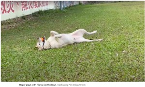 ロジャーの天真爛漫なその性格は、災害救助犬に向いていた。過酷な任務の後でも、おもちゃやご褒美で元気な姿を見せた（『CNN　「Roger, overly playful dog who failed police academy, becomes star of Taiwan quake response」（Kaohsiung Fire Department）』より）