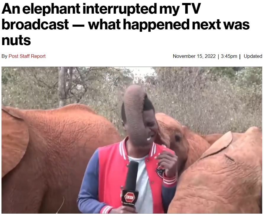 2022年、ケニアのジャーナリストが現地で保護団体の活動を紹介している最中、周囲にいた子ゾウが興味を示し、鼻でリポーターの肩や耳、後頭部を触り始めた（『New York Post　「An elephant interrupted my TV broadcast ― what happened next was nuts」（Kenya Broadcasting Corporation）』より）