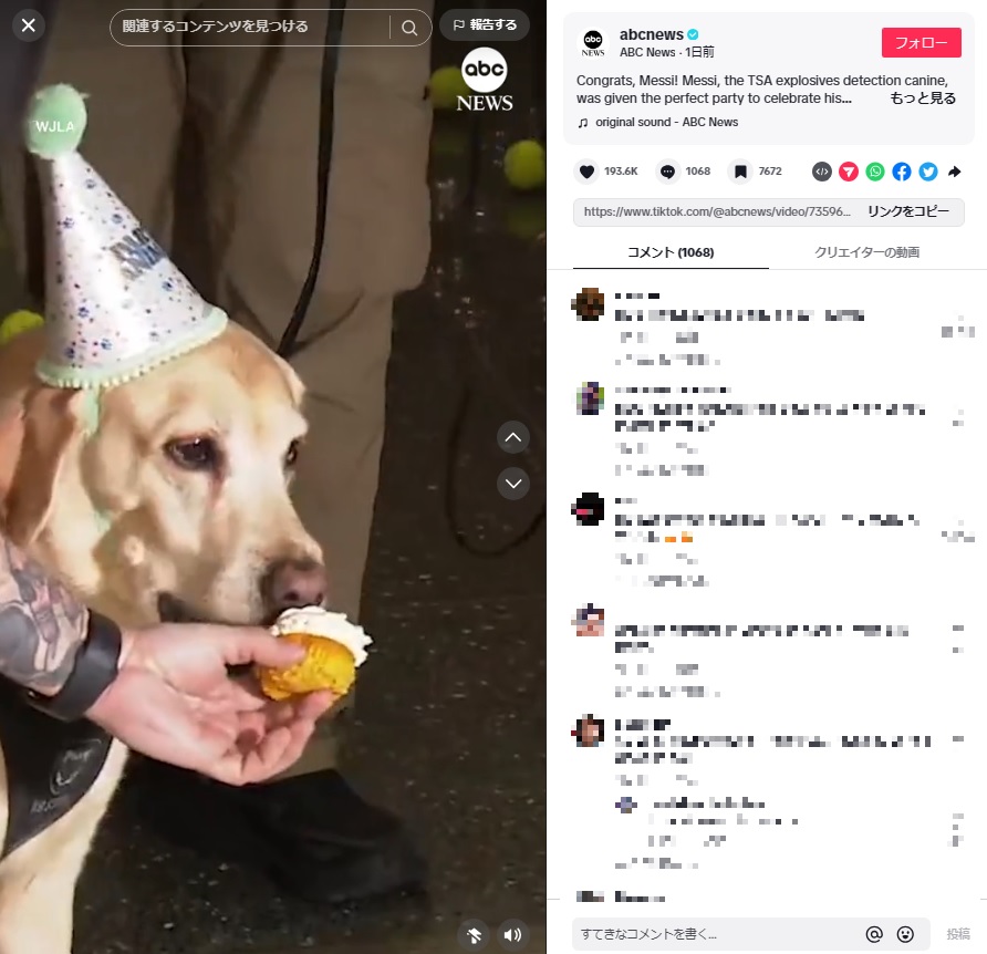 爆発物探知犬としての長いキャリアを終えたメッシは、パーティ用の三角帽をつけ、犬用のカップケーキをもらって引退をお祝いした（『ABC News　TikTok「Congrats, Messi!」』より）