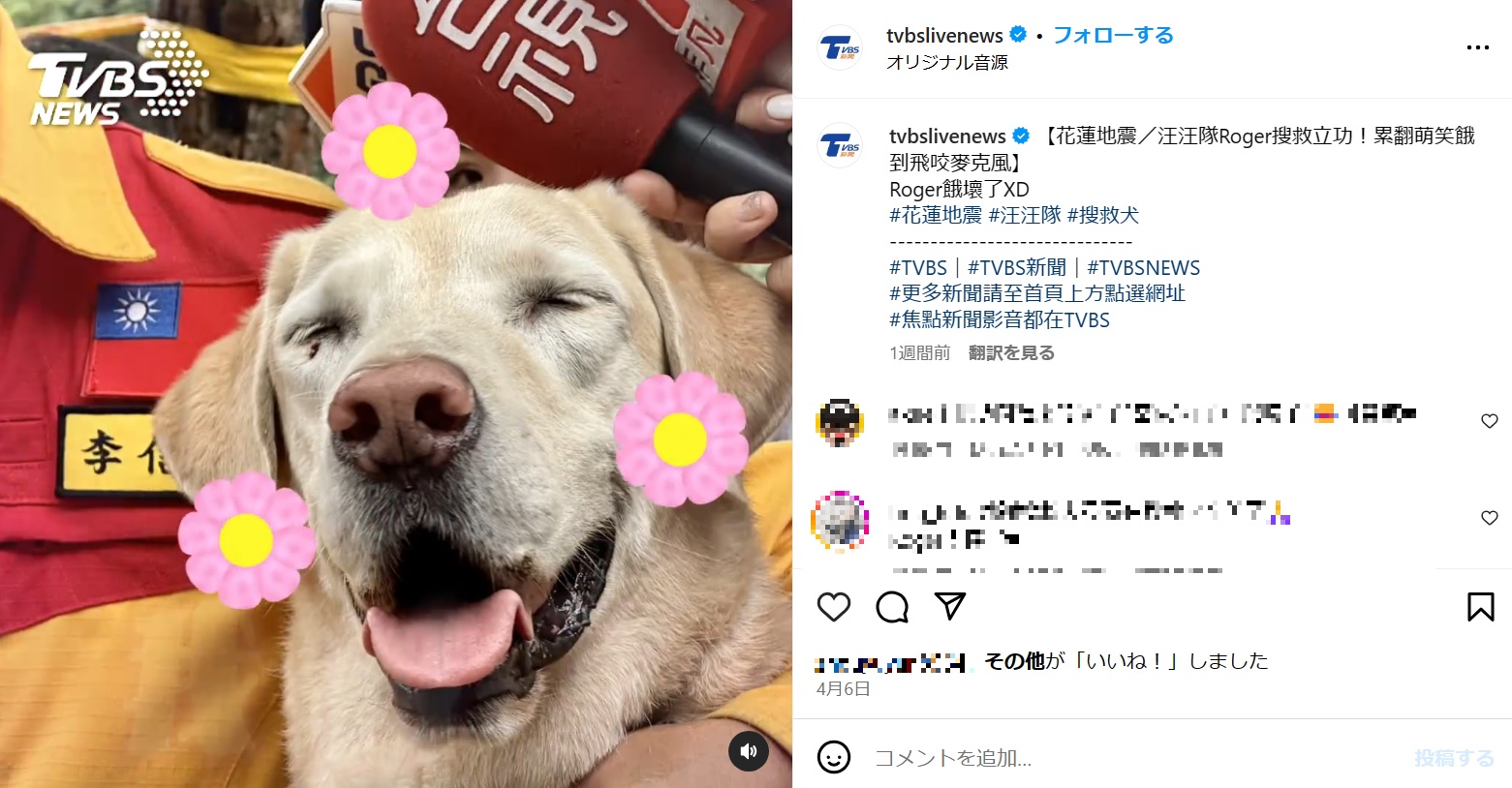 麻薬探知犬としてのキャリアは絶望的だったが、災害救助犬として活躍したロジャーはまもなく9歳となり、引退の日が近づいている（『TVBS新聞網　Instagram「【花蓮地震/汪汪隊Roger搜救立功！累翻萌笑餓到飛咬麥克風】」』より）