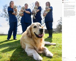 今年2月に誕生した生後8週頃の子犬たちを抱っこする英国盲導犬協会のスタッフたち。トリガーはこの子犬たちを最後に繁殖からの引退が決まった（『Guide Dogs　Instagram「The Dogfather」』より）