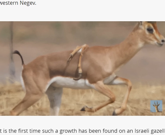 背中から草刈り鎌のような脚が1本と、少し短めの脚が1本ぶら下がっているのが分かる。多肢症は親から子へと遺伝して発生した可能性が高く、数々の困難を乗り越えて立派な成体に成長した（『The Jerusalem Post　「First of its kind: Six-legged gazelle spotted in Israel’s western Negev」』より）